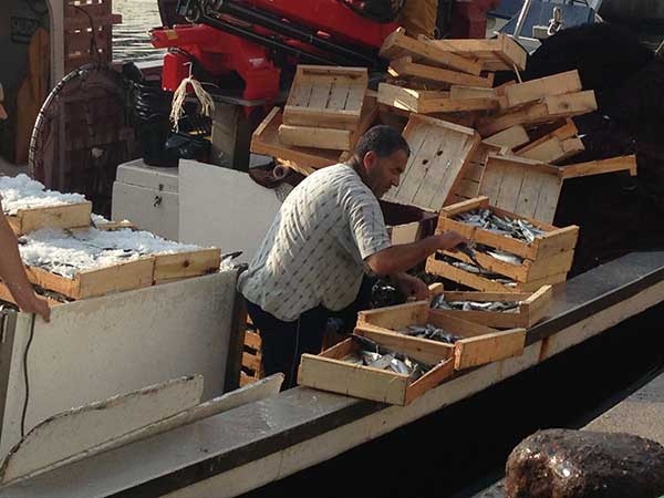 Javea Fisherman